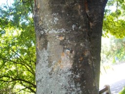 Celtis africana trunk