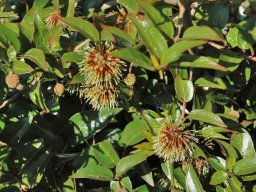 Cephalanthus natalensis