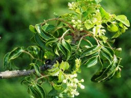 Clausena anisata flowering