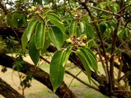 Volkameria glabra