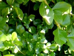 Coddia rudis leaves