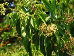 Cordia caffra flowers and the beginnings of fruit