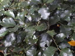 Cryptocarya myrtifolia leaves