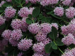 Dais cotinifolia flower clusters or pompons