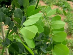 Dalbergia melanoxylon leaves