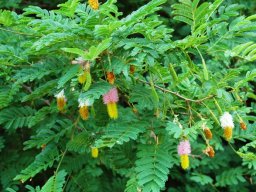 Dichrostachys cinerea leaves