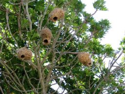 Ekebergia capensis housing Cape weavers
