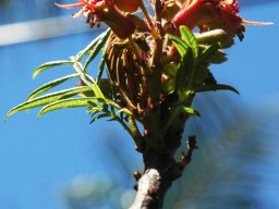 Erythrophysa transvaalensis flowers