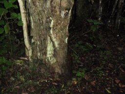 Halleria lucida trunk