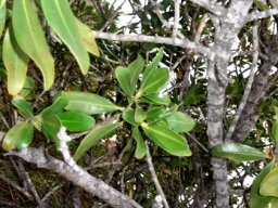 Hyaenanche globosa stem 