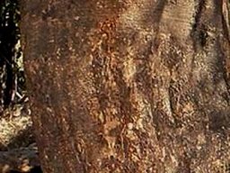 Maerua angolensis subsp. angolensis bark