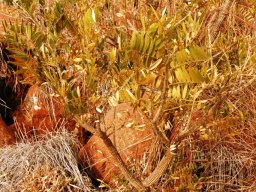 Mundulea sericea subsp. sericea stem
