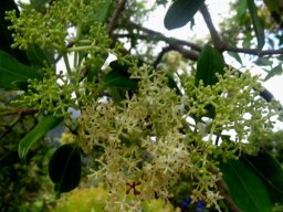 Olea capensis subsp. capensis inflorescences