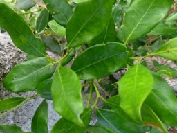 Olea capensis subsp. capensis leaves