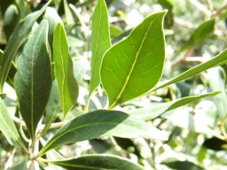 Olinia ventosa leaves