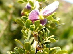 Ormocarpum trichocarpum leaves