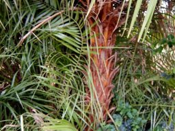 Phoenix reclinata stem