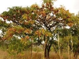 Pterocarpus angolensis bearing fruit
