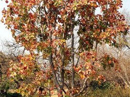 Pterocarpus rotundifolius subsp. rotundifolius ready to shed leaves
