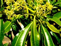Rauvolfia caffra branched inflorescence
