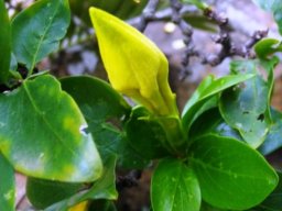 Rothmannia capensis dangerous looking bud