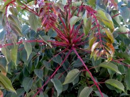 Sclerocarya birrea subsp. caffra stem-tip