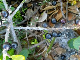 Sideroxylon inerme last fruits