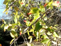 Spirostachys africana leaves