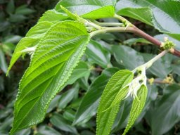 Trema orientalis new leaves